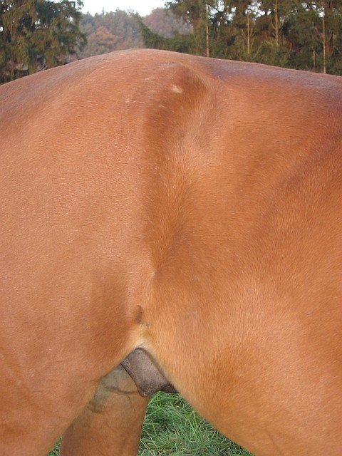 pravý slabinový vír je krátký a umístěný výš pravý slabinový vír je krátký a umístěný výš