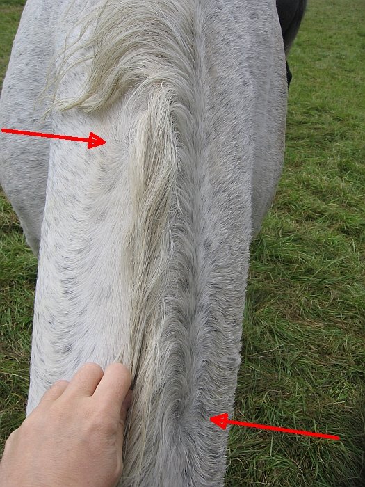 hodně asymetrické krční víry hodně asymetrické krční víry