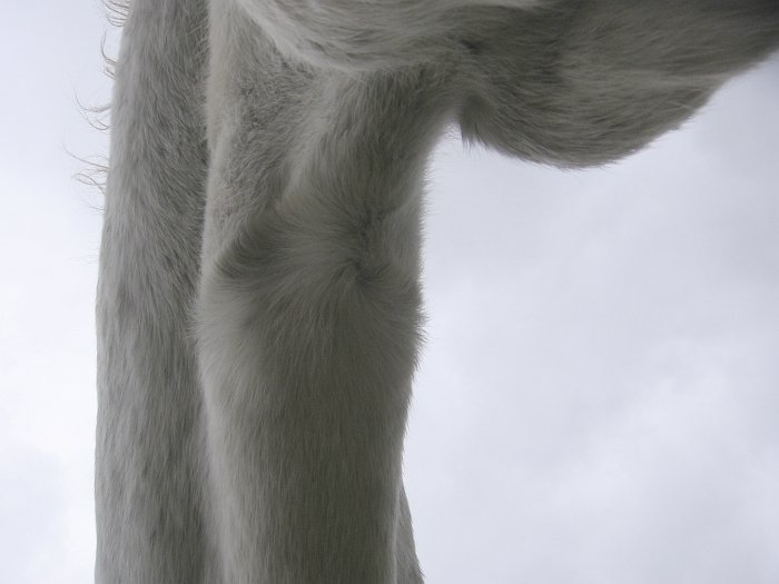 krátký a zvláštně umístěný spodní krční vír krátký a zvláštně umístěný spodní krční vír