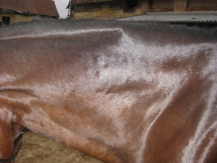 nízko položené krční víry nízko položené krční víry