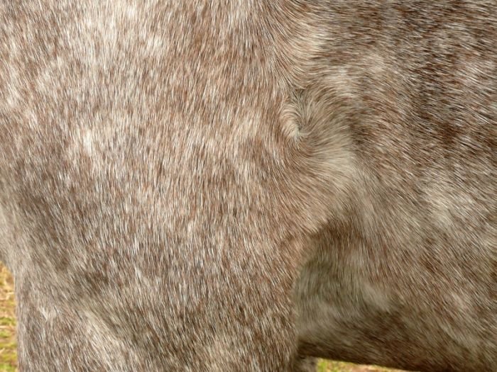 vír za lopatkou Vír za lopatkou