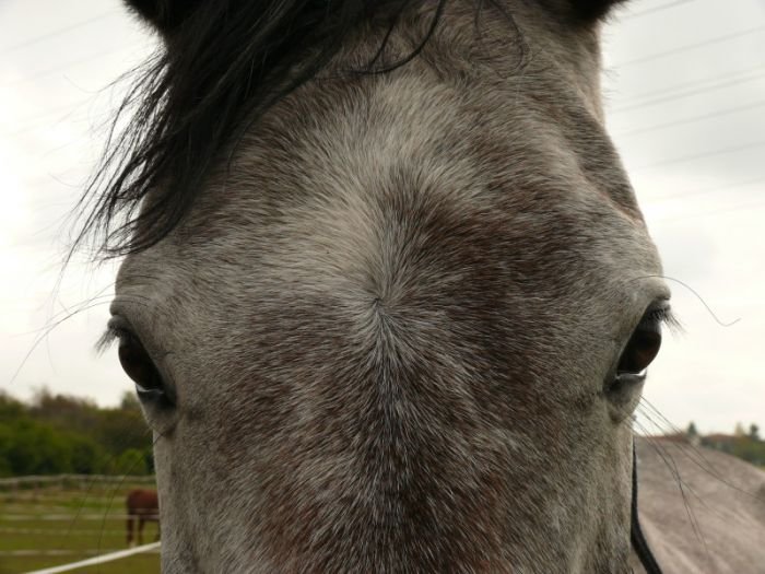 Vir, orientovan vlevo