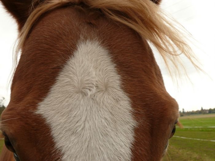 Dva viry orientovany stejne