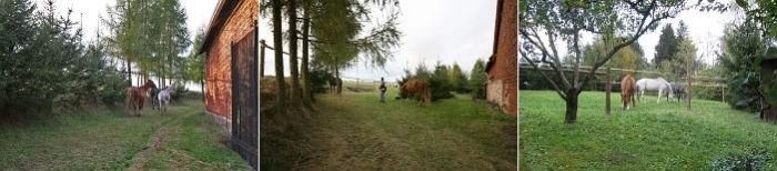 tři části výběhu po příjezdu koní domů tři části výběhu po příjezdu koní domů