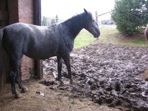 bahno před stodolou po prvních deštích bahno před stodolou po prvních deštích
