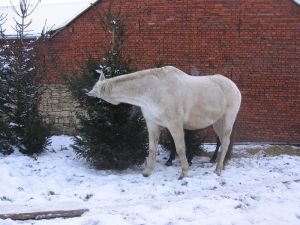 prosincové první mrazy a sníh povzbudily chuť na jehličí prosincové první mrazy a sníh povzbudily chuť na jehličí