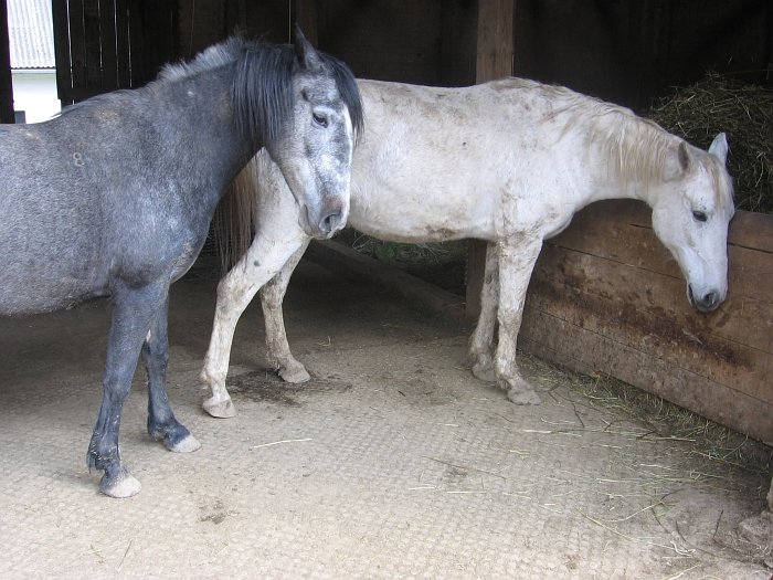 plastové rohože určené pro použití ve stáji plastové rohože určené pro použití ve stáji