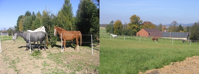 koně v zadní části výběhu sledují bagrování koně v zadní části výběhu sledují bagrování