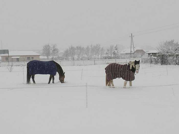 koně Anny Lálové v zimě