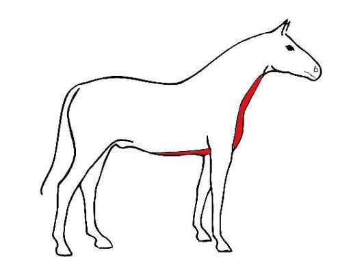 střih: krk a břicho střih: krk a břicho