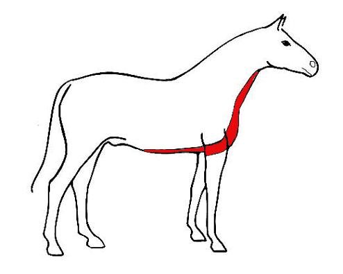 krk a břicho plus vršek předních končetin krk a břicho plus vršek předních končetin