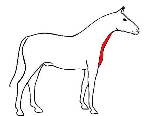 střih: bryndáček střih: bryndáček