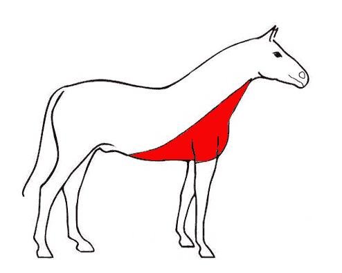 irský střih irský střih