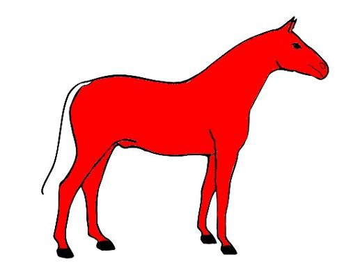 kompletní ostříhání koně, ponecháno "V" u hřívy a ocasu kompletní ostříhání koně, ponecháno "V" u hřívy a ocasu