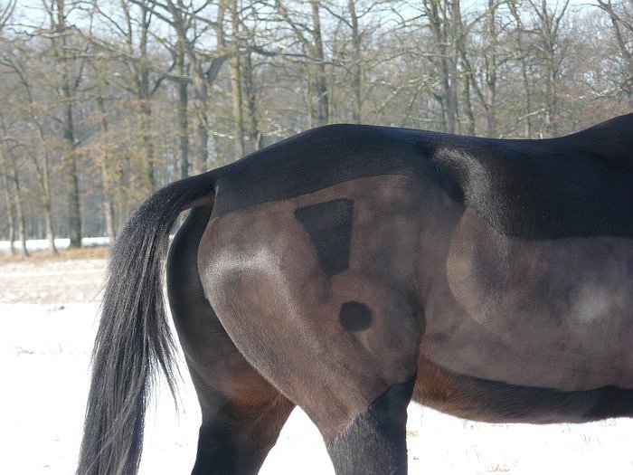 ornament na zádi ve tvaru vykřičníku, ponechána neostříhaná deka, nohy a břicho ornament na zádi ve tvaru vykřičníku, ponechána neostříhaná deka, nohy a břicho