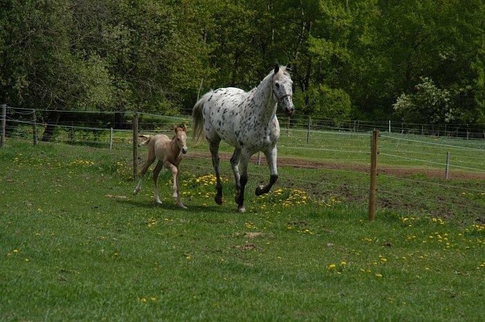 na pastvině... na pastvině...