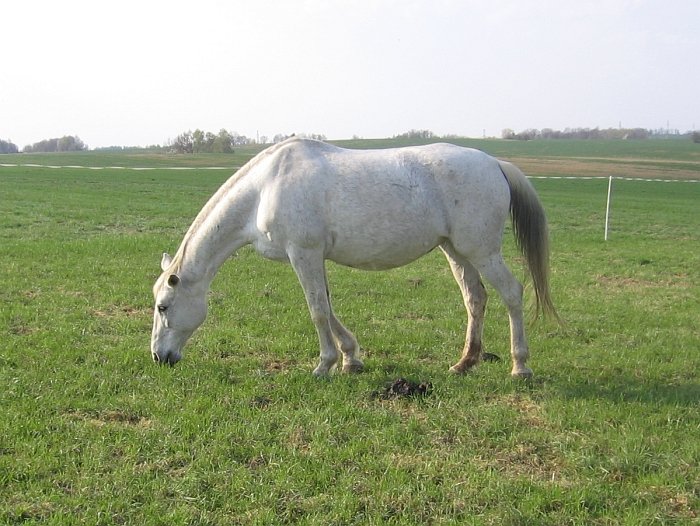 koně, pastvina koně, pastvina