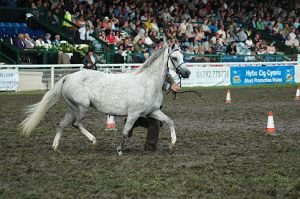 Royal Welsh Show 2010 - Welsh pony - klisna Millcroft Lotus (první místo klisny 4-7leté)