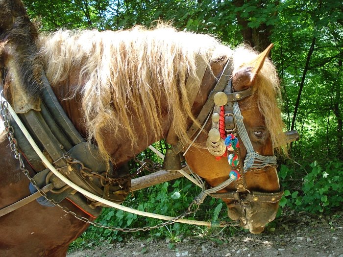 koně v Banátu