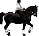 plochá, svázaná piafa plochá, svázaná piafa