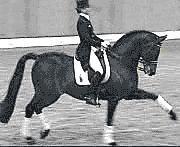 Obrovské pohyby předních končetin bez shromáždění Obrovské pohyby předních končetin bez shromáždění