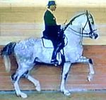 Méně sunoucí, více nesoucí zadní končetiny – přední končetiny nebrzdí Méně sunoucí, více nesoucí zadní končetiny – přední končetiny nebrzdí