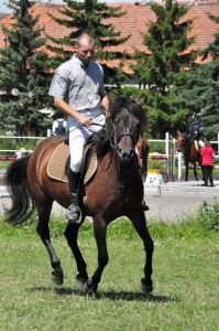 Rozrušeným koním pomáhají časté přechody k uvolnění