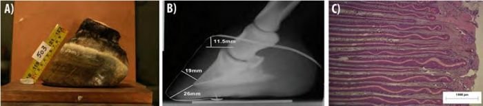 kopyto brumbyho žijícího na tvrdém povrchu a chodícího téměř denně velké vzdálenosti kopyto brumbyho žijícího na tvrdém povrchu a chodícího téměř denně velké vzdálenosti