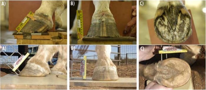 Jak se změní kopyto z měkké půdy během 16 týdnů intenzivního chození po půdě tvrdé Jak se změní kopyto z měkké půdy během 16 týdnů intenzivního chození po půdě tvrdé