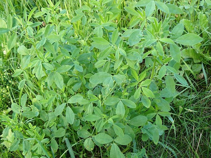 tolice vojtěška tolice vojtěška