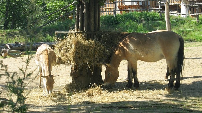kůň Przewalského kůň Przewalského