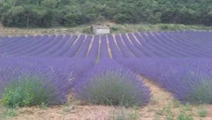 levandule v Provence