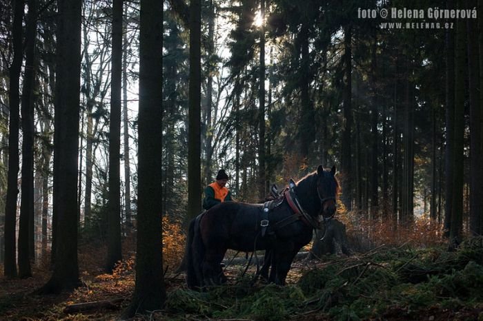 Chladnokrevný kůň do lesa patří.