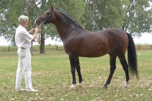 Furioso II MT (Rinaldo II) Furioso II MT (Rinaldo II)