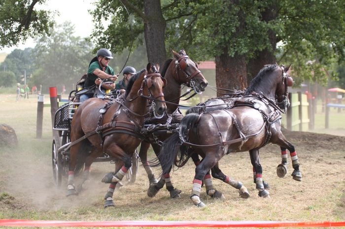 Dobrovitz Jozsef Dobrovitz Jozsef