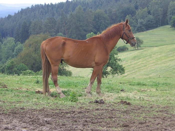 péče o zanedbaného koně péče o zanedbaného koně