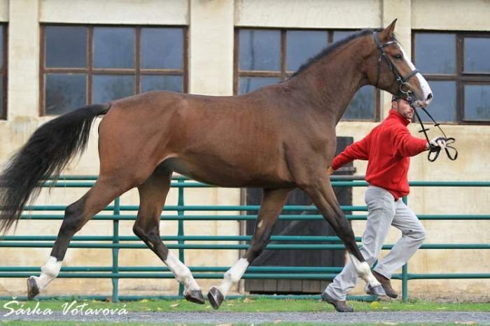 Champagnero Champagnero