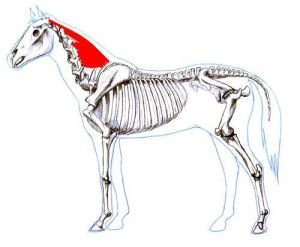 řemenovitý sval řemenovitý sval