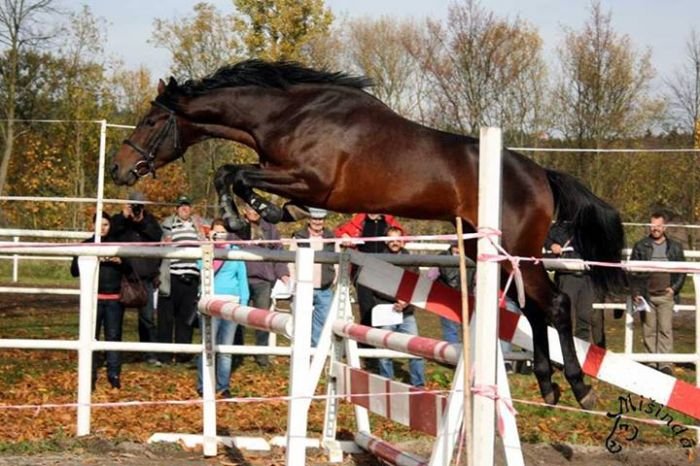 Flyinge Gucci Flyinge Gucci