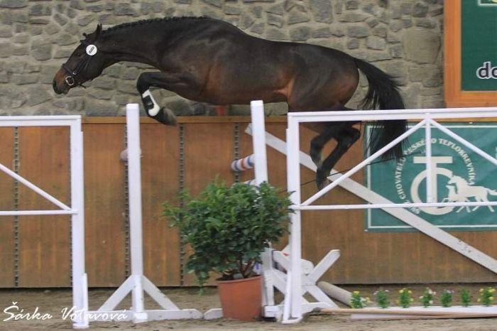 Flyinge Gucci Flyinge Gucci