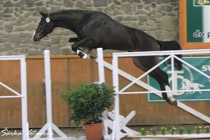 Go-On T.S. Go-On T.S.