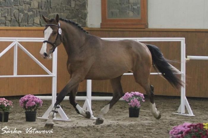 Champagnero Champagnero