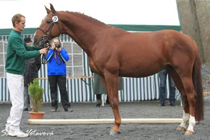 Qentino Donth-M Qentino Donth-M