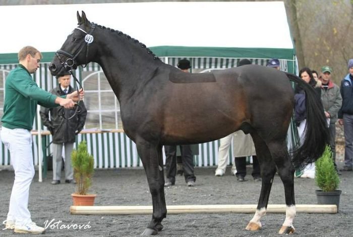 Trevis JOSPO Trevis JOSPO