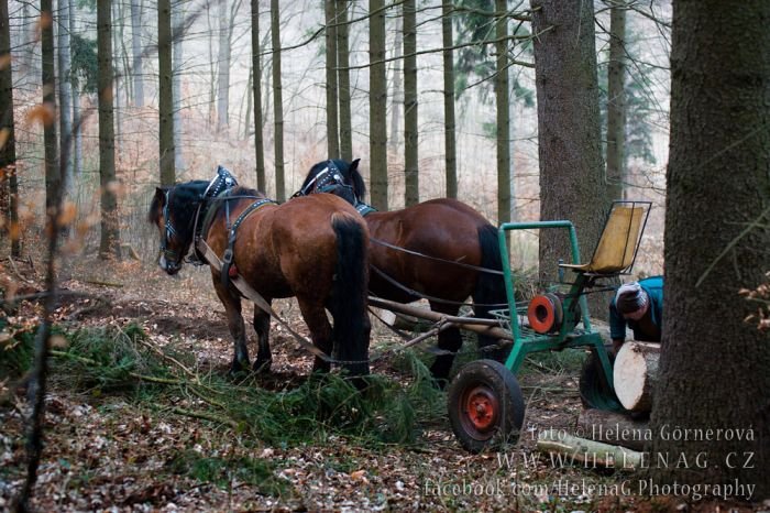 Moderní nástavby a stroje za koně jim ulehčují práci. Moderní nástavby a stroje za koně jim ulehčují práci.
