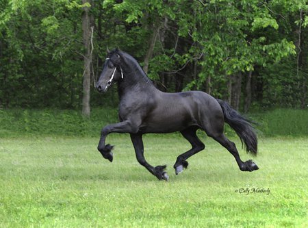 Wybren 464 Wybren 464