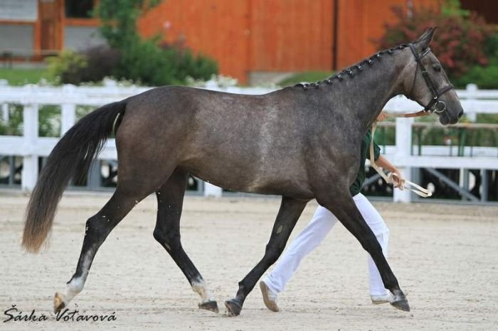 Roma (o: Amio, m: 8/249 Rusalka po Ascot) Roma (o: Amio, m: 8/249 Rusalka po Ascot)