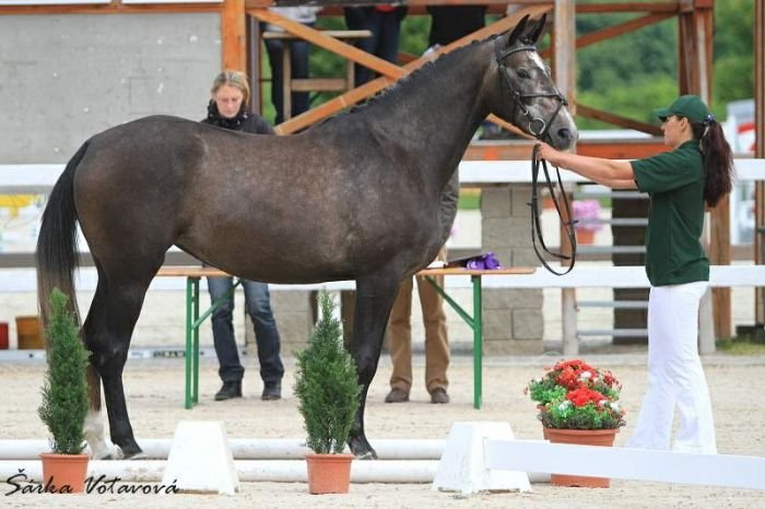 Badia (o: Belfast Vasury, m: 41/683 Pedra po Pedro) Badia (o: Belfast Vasury, m: 41/683 Pedra po Pedro)