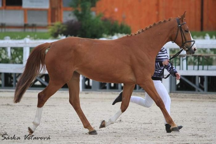 Šafira (o: Favory, m: 31/832 Štefanie po Faraday) Šafira (o: Favory, m: 31/832 Štefanie po Faraday)