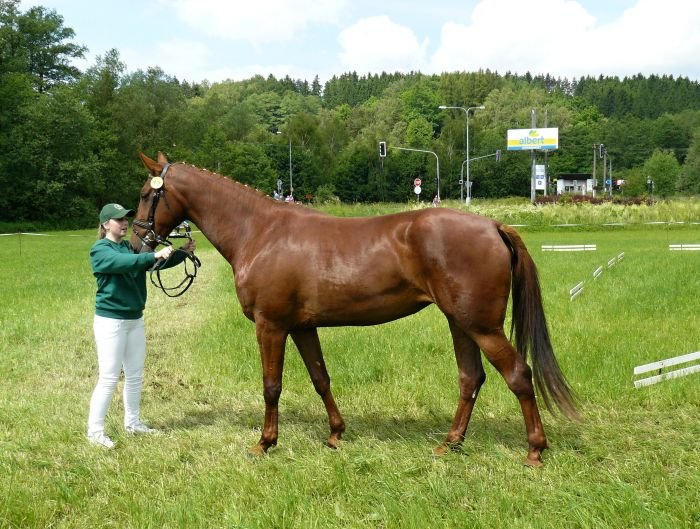 58/866 Cera po 2726 Cartouche z matky po Ascot 58/866 Cera po 2726 Cartouche z matky po Ascot